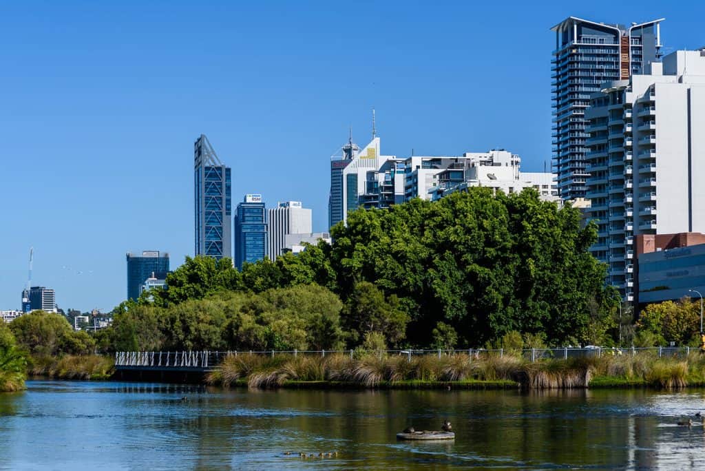 A river with ducks in it and tall buildings in the background.